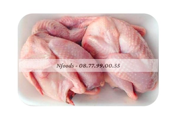 Bồ Câu Tươi Sống Nguyên Con Làm Sạch