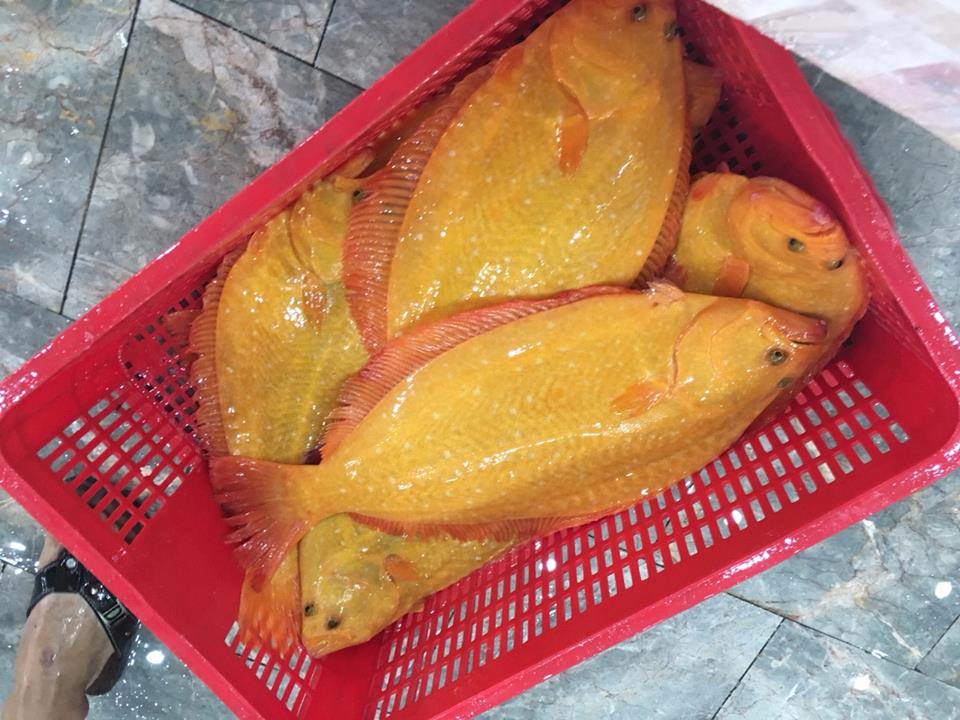 Cá bơn vàng Nhật Bản là gì? mua ở đâu