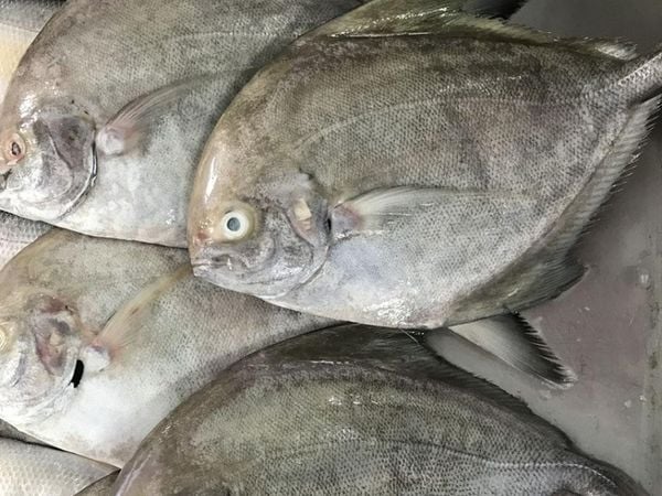 Cá Chim | Giá Sỉ & Lẻ Cập Nhật 03/24