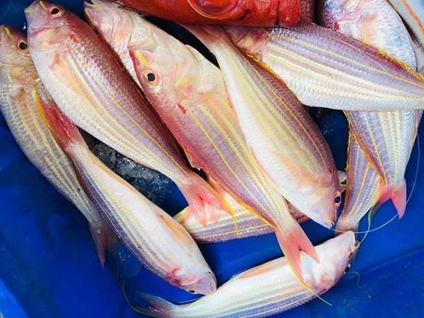 Cá Đổng (Hường) Cập Nhật Giá Sỉ & Lẻ 03/24