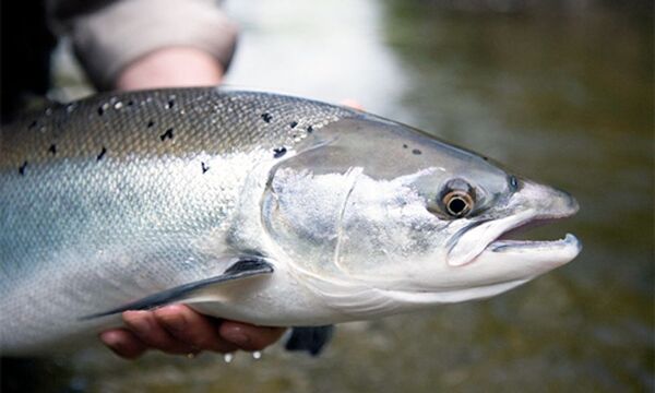 Bán cá hồi sapa tươi sống tại tphcm giá rẻ - Hải Sản Vifoods