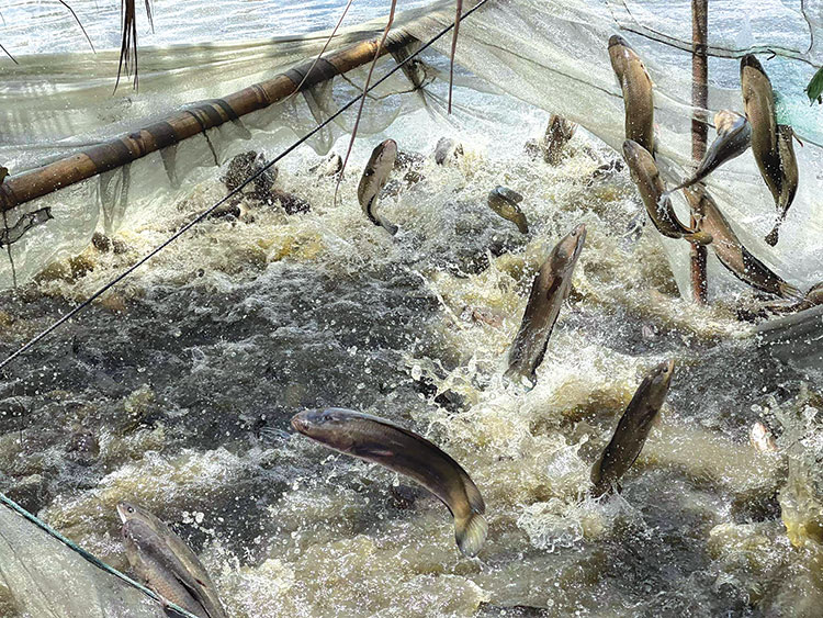 giá cá lóc nuôi tại đồng tháp hôm nay