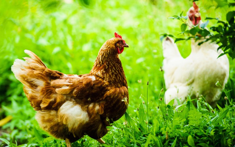 Giá gia cầm hôm nay 09/11/2023: Tạm thời yên ắng