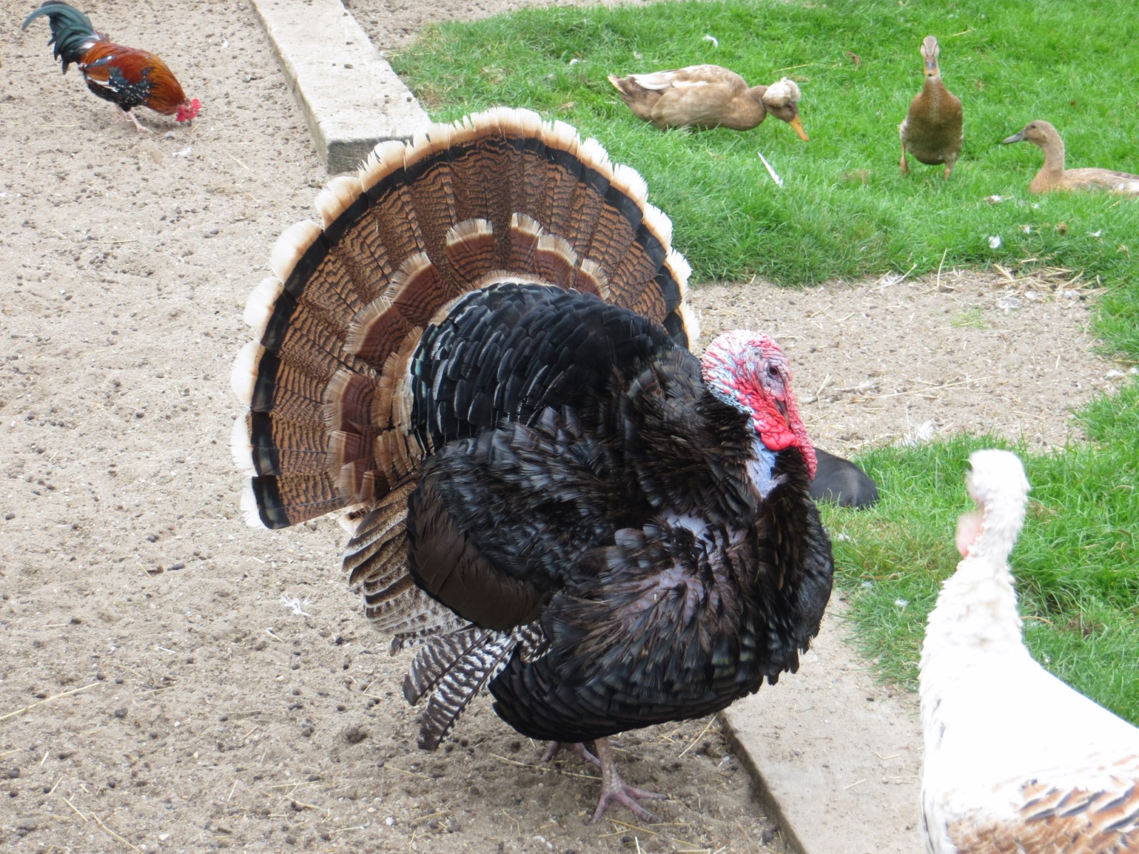 Giá thịt gà tây bao nhiêu 1kg? Địa chỉ bán thịt gà tây uy tín