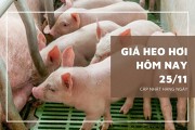 Giá thịt heo hôm nay 25/11: Chân giò rút xương có giá 99.122 đồng/kg