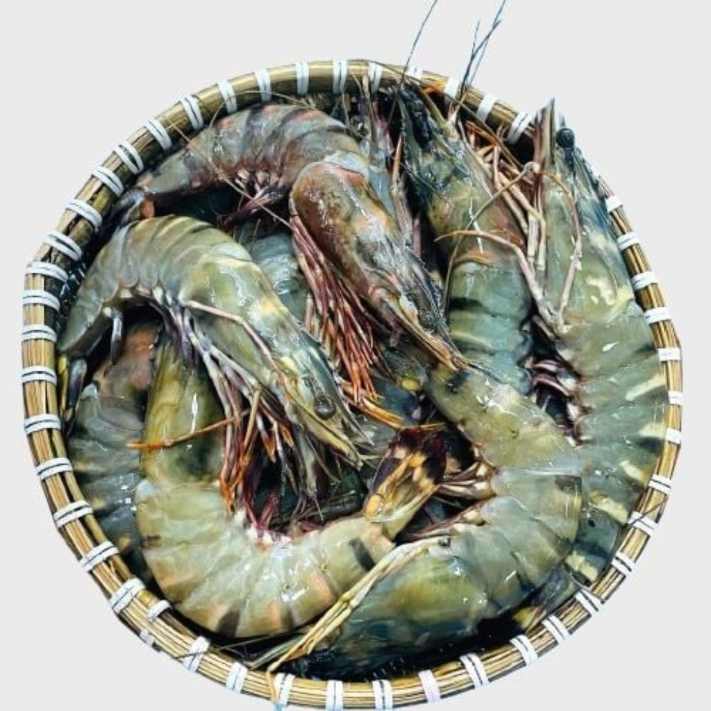 Giá Tôm sú 40 con (ao)