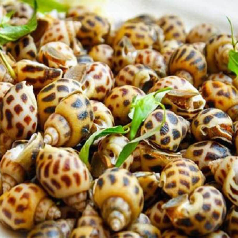 Ốc hương tươi sống mua ở đâu uy tín, giá rẻ