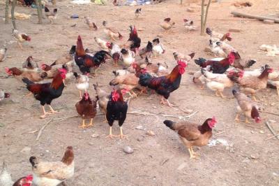 bán gà tre thả vườn