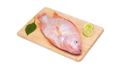 Bảng báo Giá cá diêu hồng đơn giá và giá sỉ cập nhật 21/03/2024