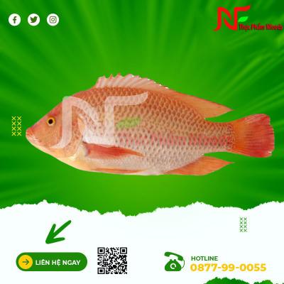 Cá Diêu Hồng 50up