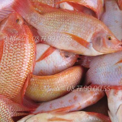 Cá diêu hồng bao nhiêu tiền 1kg?