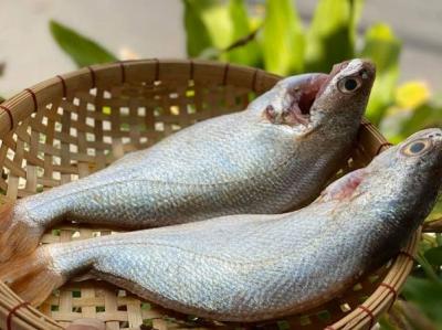 Cá Đù Mua Ở Đâu? Cách Chọn Cá Đù Ngon & Giá Sỉ