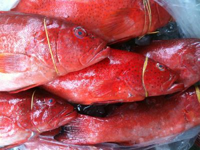 Cá mú đỏ bao nhiêu tiền 1kg? Mua ở đâu? Các món ngon từ cá mú đỏ