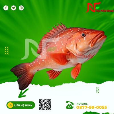 Cá mú đỏ