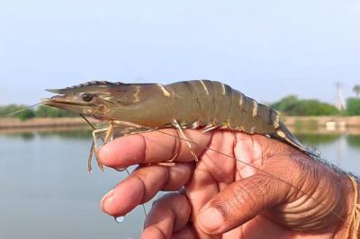 Có nên bổ sung thức ăn cho nuôi tôm quảng canh
