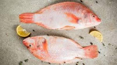 Giá cá Diêu Hồng hôm nay bao nhiều tiền 1Kg 2024? Giá cá giống, Mua ở đâu?