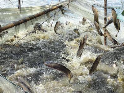 giá cá lóc nuôi tại đồng tháp hôm nay