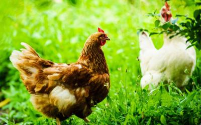 Giá gia cầm hôm nay 09/11/2023: Tạm thời yên ắng