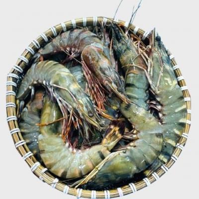 Giá Tôm sú 40 con (ao)