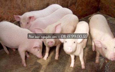 Heo sữa nguyên con giá sỉ