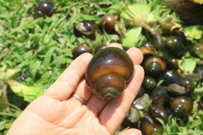 Hiệu quả quá trình sản xuất ốc bươu đen giống