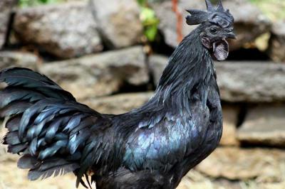 Mua gà ta thả vườn ở đâu giá tốt 