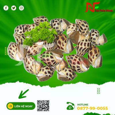 Ốc Hương Size 100