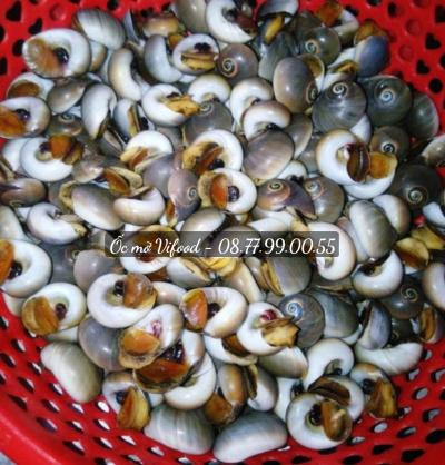 Sỉ Ốc Mỡ Tươi Sống TPHCM - Nfoods