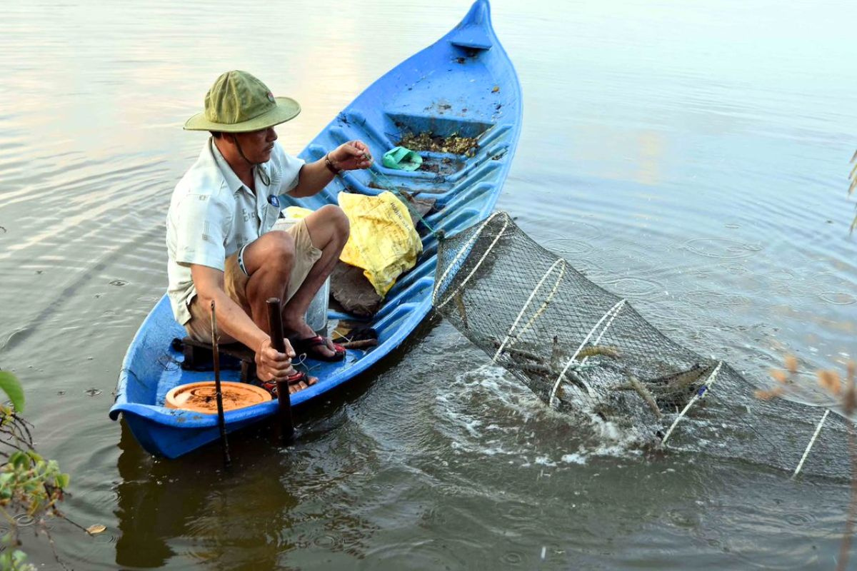 Nuôi tôm quảng canh