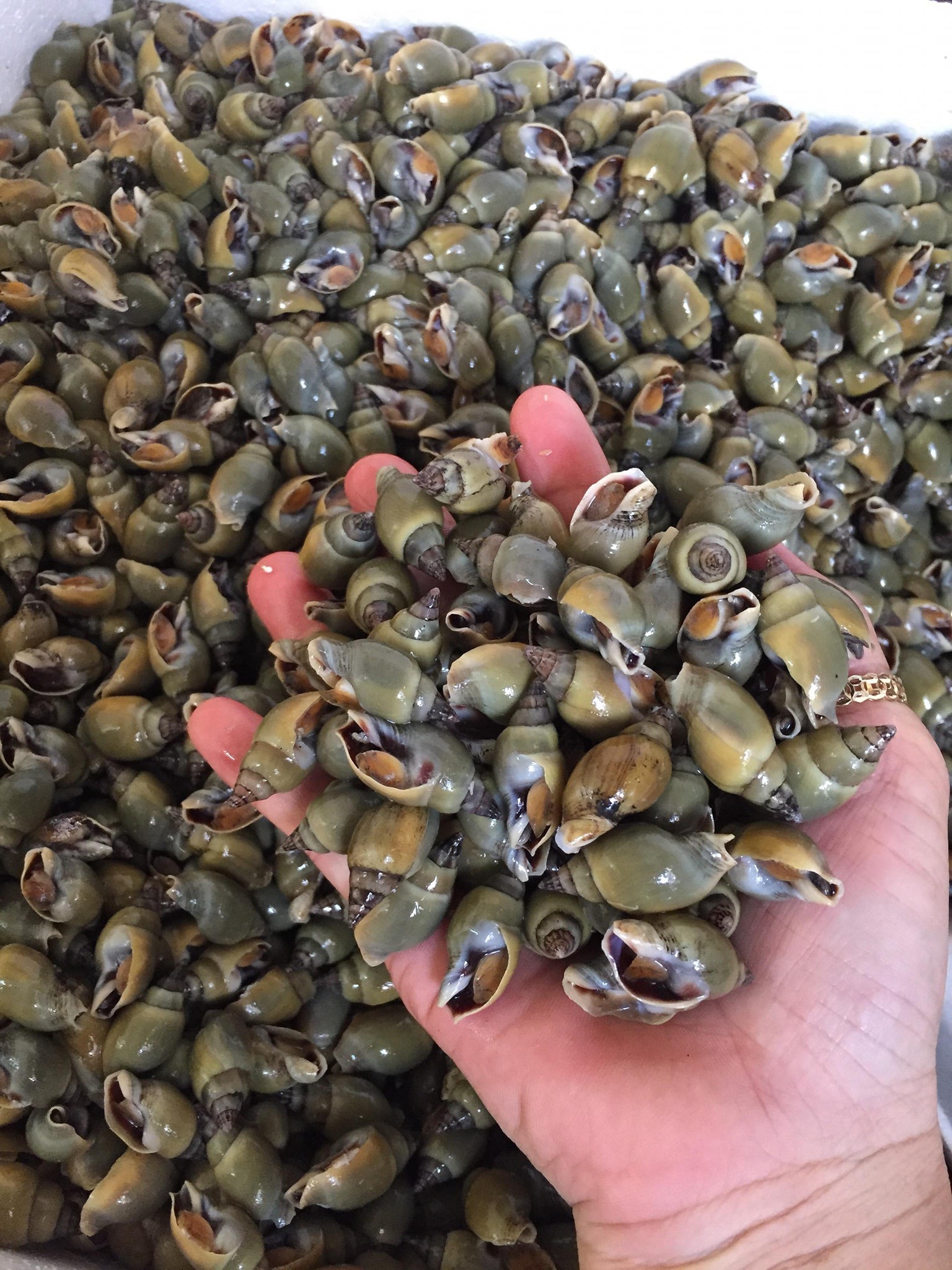 oc ca na- hai san tuoi song ha noi