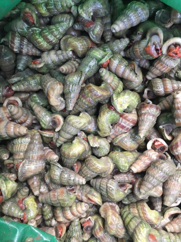 oc len- hai san tuoi song ha noi