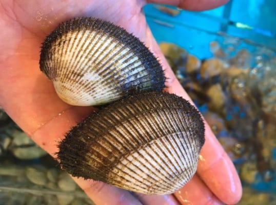 so long- hai san tuoi song ha noi